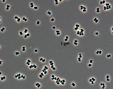 Novel Bacterial Genus Found Only in Spacecraft Assembly Clean Rooms