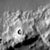 Flooded Crater in Terra Sirenum