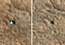 read the news article 'Phoenix Mars Lander Does Not Phone Home, New Image Shows Damage'